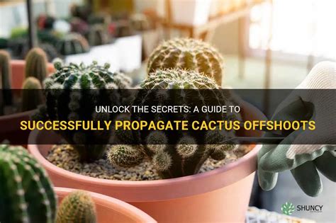 Unlock the Secrets of Cactus 2: Your Guide to Thriving Cacti (or the Sequel You Never Knew Existed!)