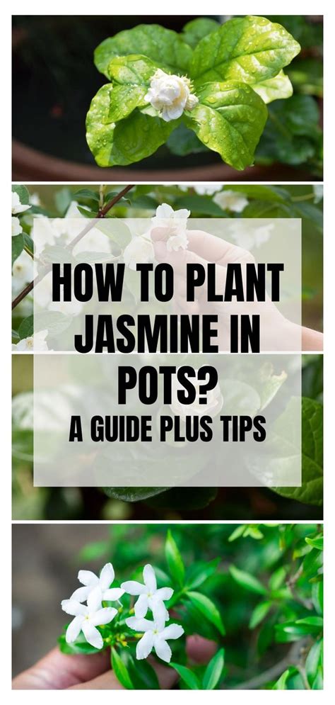 Unlock the Secrets of Jasmine Cultivation