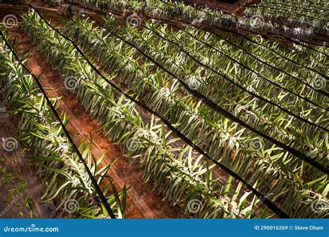 Unlock the Secrets of Pitaya Cultivation