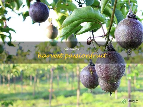 Unlock the Sweet Secrets of Passion Fruit: Your Guide to 