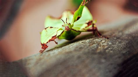 Unlock the World of Insects with insectflix: Your Ultimate Bug-Eyed Bonanza!