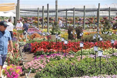 Unlock the World of Wholesale with Costa Farms: Your Go-to Source for Stunning Plants