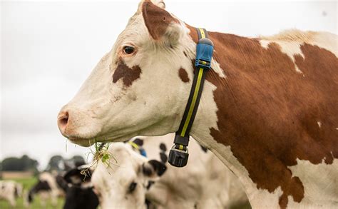 Unlocking Bovine Libido: A Comprehensive Guide to Cow Heat Detection