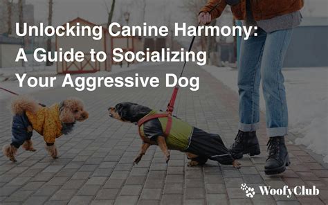 Unlocking Canine Harmony: A Comprehensive Guide to Petco Obedience Training