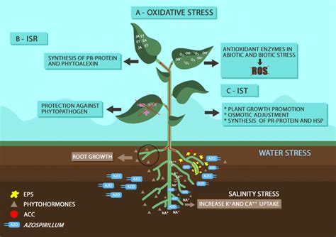 Unlocking Plant Potential