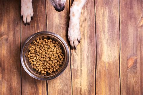 Unlocking Your Pet's Potential: A Comprehensive Guide to Purina EN