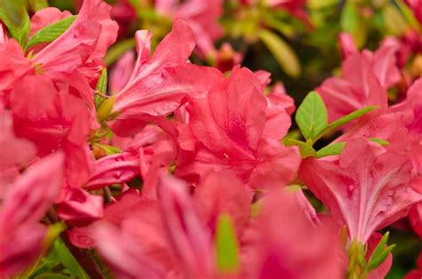 Unlocking the Beauty and Benefits of Azaleas: A Comprehensive Guide