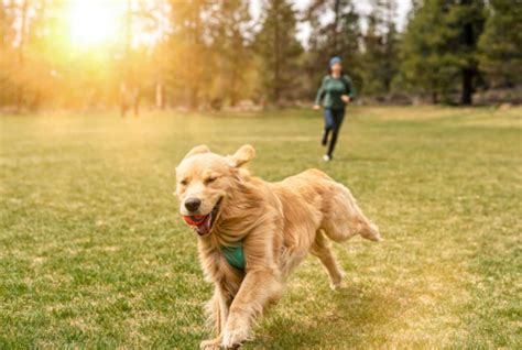 Unlocking the Dynamic: Dog Behavior VS Exercise