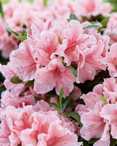 Unlocking the Enchanting World of Azaleas: A Comprehensive Guide to Care, Cultivation, and Enjoyment