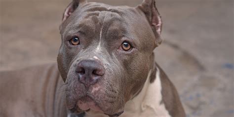 Unlocking the Enigma: Unveiling the Truth About Pitbulls