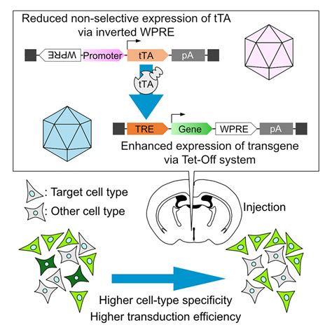 Unlocking the GALI-74+: A Comprehensive Guide to Enhanced Gene Expression