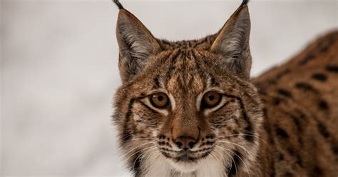 Unlocking the Mystery: House Cats with a Striking Resemblance to Lynxes