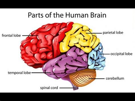 Unlocking the Mystery of Neural Plasticity