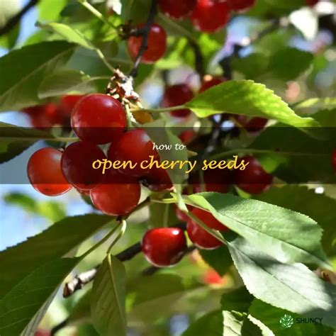 Unlocking the Potential of Cherry 12: Release Date, Benefits, and Strategies