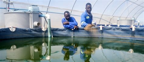 Unlocking the Potential of Escort Fish: A Comprehensive Guide to Sustainable Aquaculture