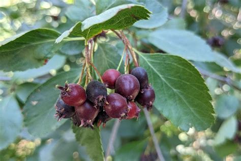 Unlocking the Potential of Juneberry: A Comprehensive Guide to Its Benefits and Applications