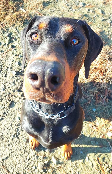 Unlocking the Potential of Your Doberman with Cora Doberman Studio