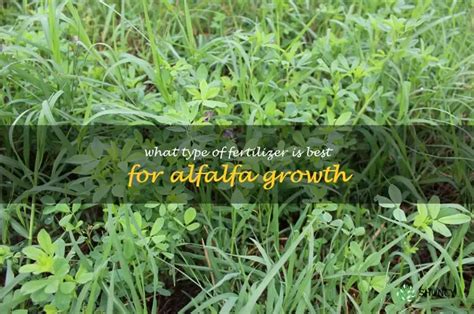 Unlocking the Power of Alfalfa Pellets: 5 Key Benefits