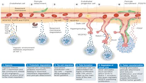 Unlocking the Power of Angiogenesis: A Comprehensive Guide to Tumor Growth and Inhibition