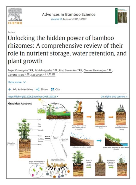 Unlocking the Power of Bamboo Fertilizer