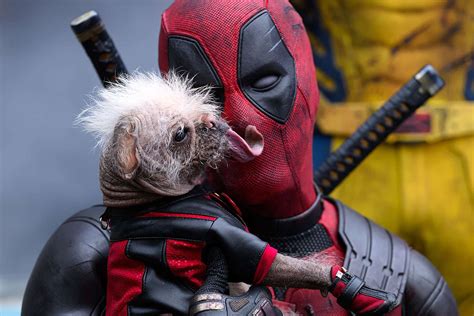 Unlocking the Power of Dog Deadpool: A Comprehensive Guide to Inspiration and Canine Wonder