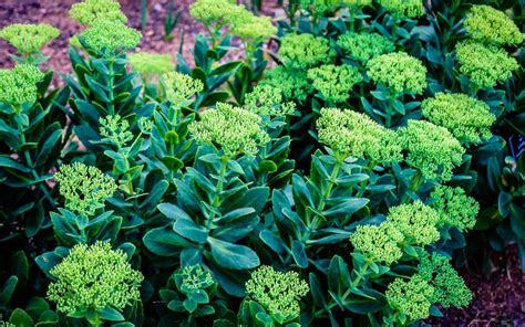 Unlocking the Power of Sedum Chinese: A Comprehensive Guide to This Versatile Plant