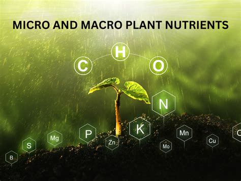 Unlocking the Secret of Plant Nutrition: Plant Fertilizer 101