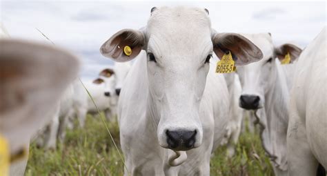 Unlocking the Secret to Efficient Livestock Production