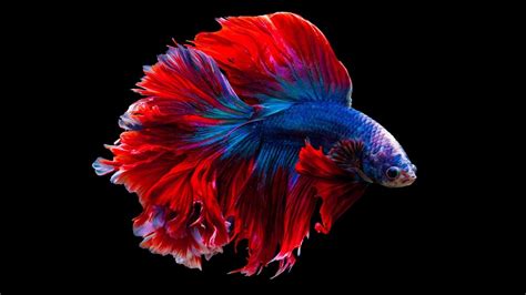 Unlocking the Secretive Lifespan of Beta Fish: A Comprehensive Guide