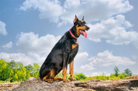 Unlocking the Secrets of Dog Photography: A Comprehensive Guide to Cora Doberman Studio