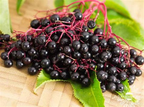 Unlocking the Secrets of Elderberries