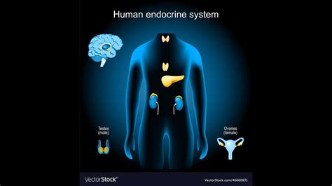 Unlocking the Secrets of Endocrine Health: Discover the Power of Endocrinologo en Ingles**