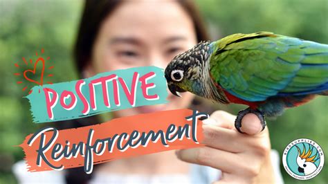 Unlocking the Secrets of Positive Reinforcement