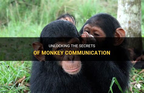 Unlocking the Secrets of the Coco Monkey: A Comprehensive Exploration