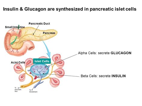 Unlocking the Secrets of the Pancreatic Islet Complex: A Comprehensive Guide