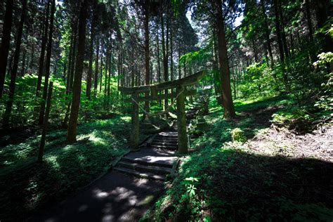 Unlocking the Shrine: A Path Bound in Nature