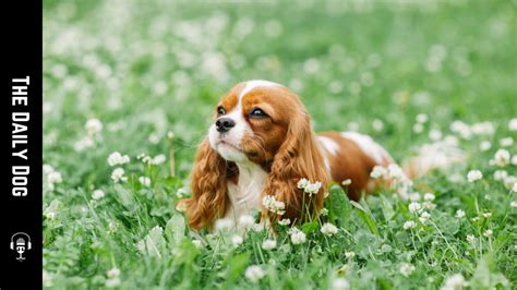 Unlocking the Spectrum: A Comprehensive Guide to Cavalier King Charles Colors