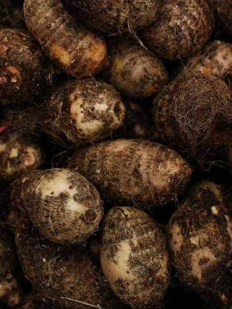 Unlocking the Treasure Trove of Baby Yams: A Comprehensive Guide to Nutrient-Rich Essentials