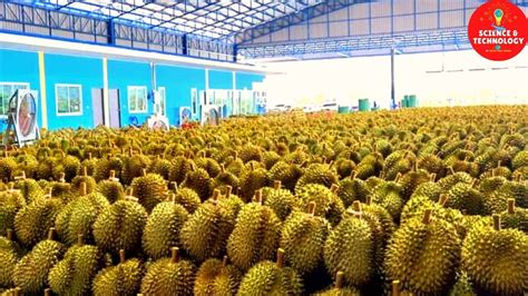 Unlocking the Treasures of Johor's Durian Plantations