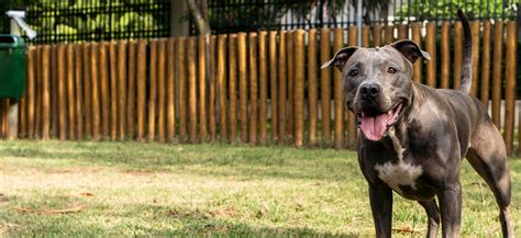 Unlocking the True Cost of a Pitbull: A Detailed Breakdown