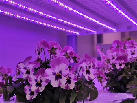 Unlocking the Vibrant Potential of Colored LED Illumination