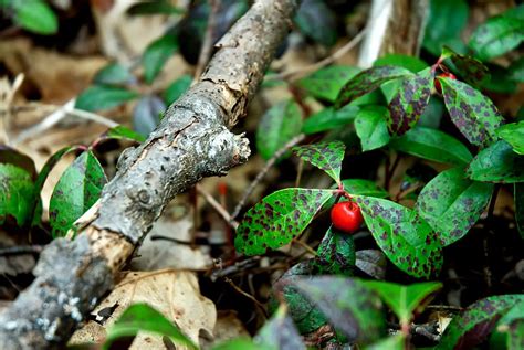 Unlocking the Wintergreen Wonder: A Comprehensive Guide to Nature's Evergreen Gem