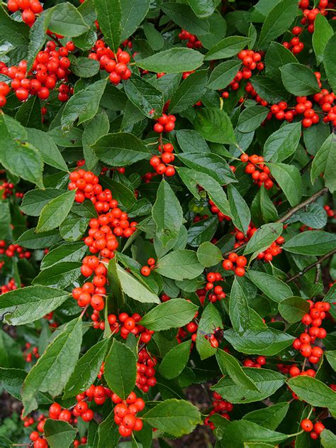 Unlocking the Wonders of Holly Berries: A Comprehensive Guide