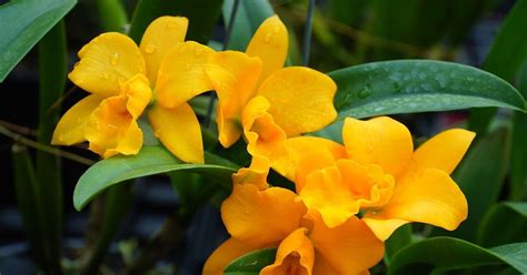 Unlocking the Wonders of Luer Florena: A Comprehensive Guide to the Enchanting Cattleya Hybrid