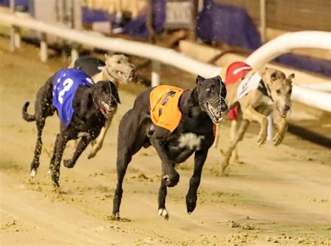 Unlocking the World of Greyhound Betting: A Comprehensive Guide for Race Enthusiasts