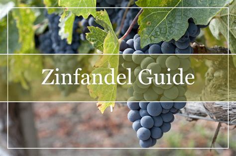 Unlocking the Zesty Flavors of Zinfandel: A Comprehensive Guide to Zins Near You