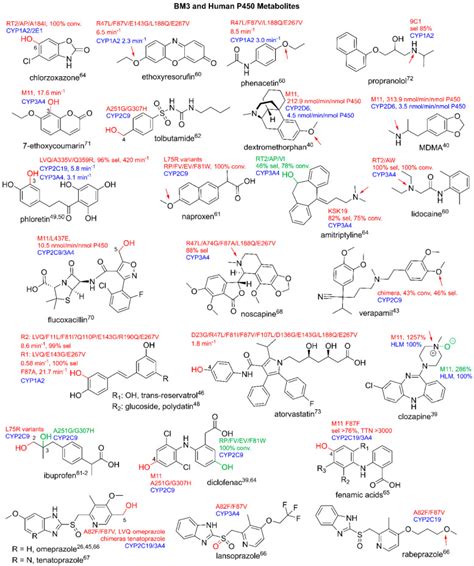 Unparalleled Metabolism: