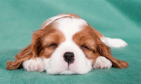 Unraveling the Cavalier King Charles Spaniel's Life Expectancy