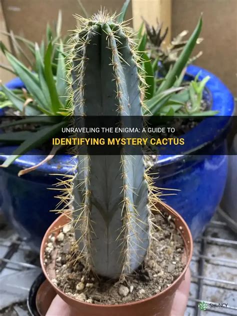 Unraveling the Crystal Cactus Enigma