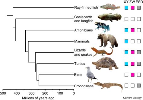 Unraveling the Enigmas of Animal Sex Determination: A Comprehensive Guide to Sexing Animal Species